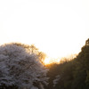 夕日を後ろに