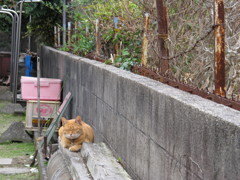 猫の時間