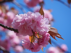 晴天の桜