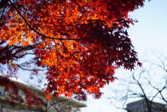 朝日と紅葉