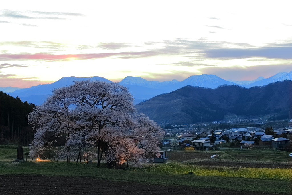 黒部のエドヒガン桜-2