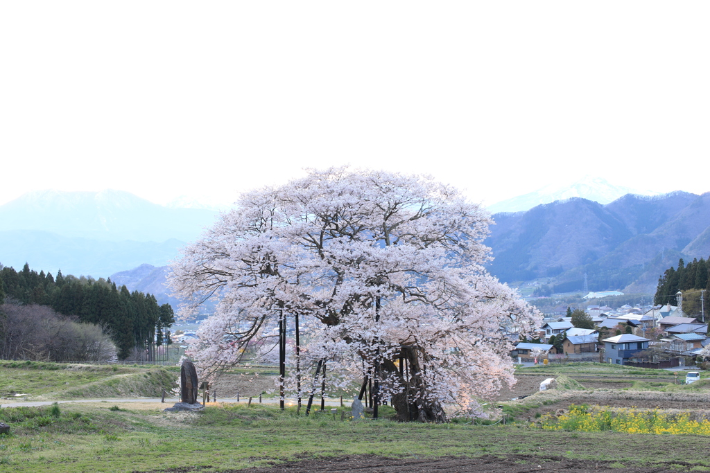 黒部のエドヒガン桜