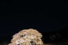 黒部のエドヒガン桜-5