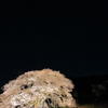 黒部のエドヒガン桜-5