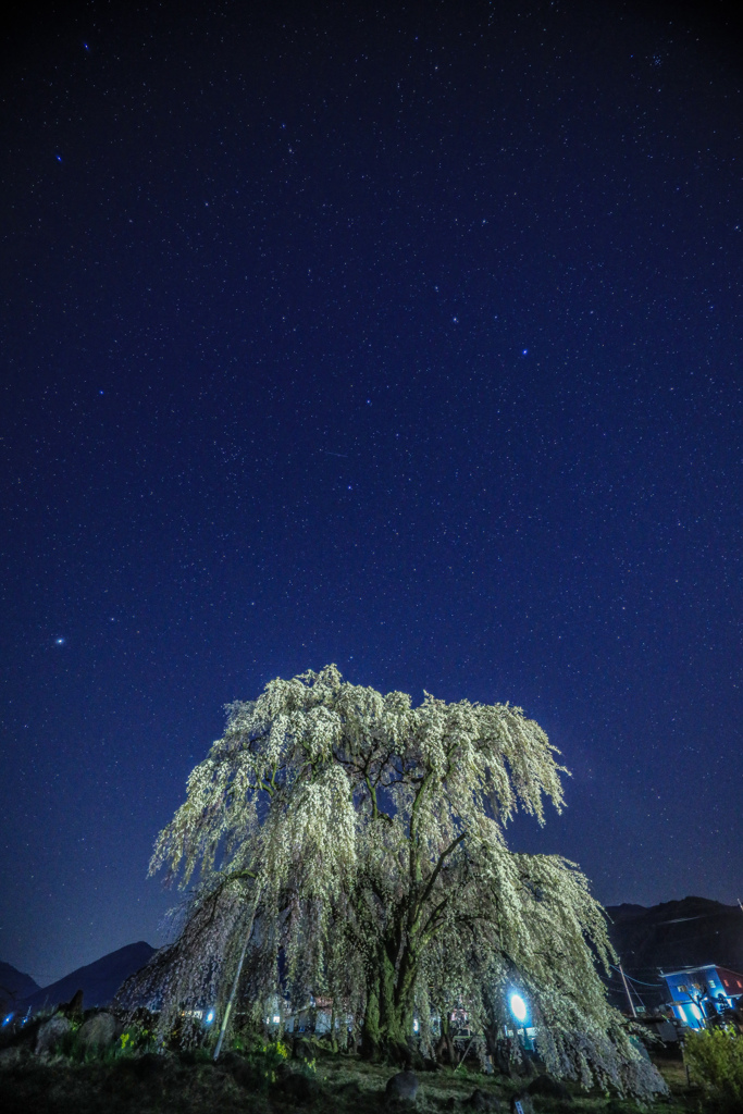 桜と星空　高山村