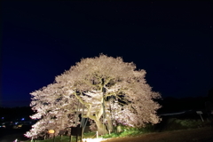 黒部のエドヒガン桜-4