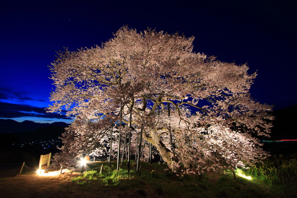 黒部のエドヒガン桜-3