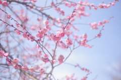 spring has come