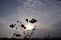 autumn Sky
