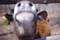 牛の鼻