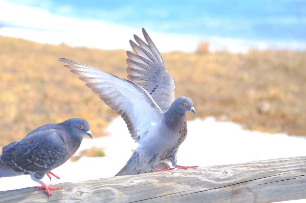 鳩