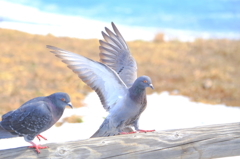 鳩