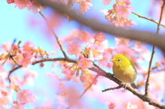 メジロ