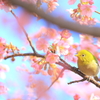 メジロ