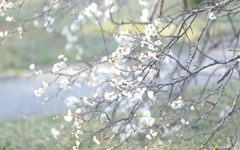 松籟庵