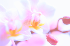 胡蝶蘭
