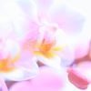 胡蝶蘭