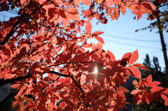 紅葉と光