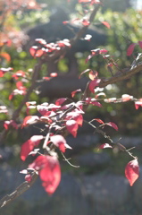 紅葉