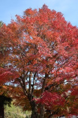 紅葉