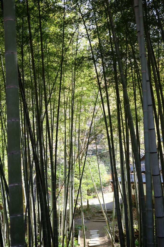 竹林１
