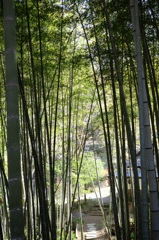 竹林１