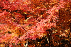紅葉