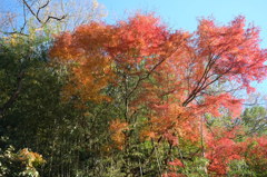 紅葉と竹林
