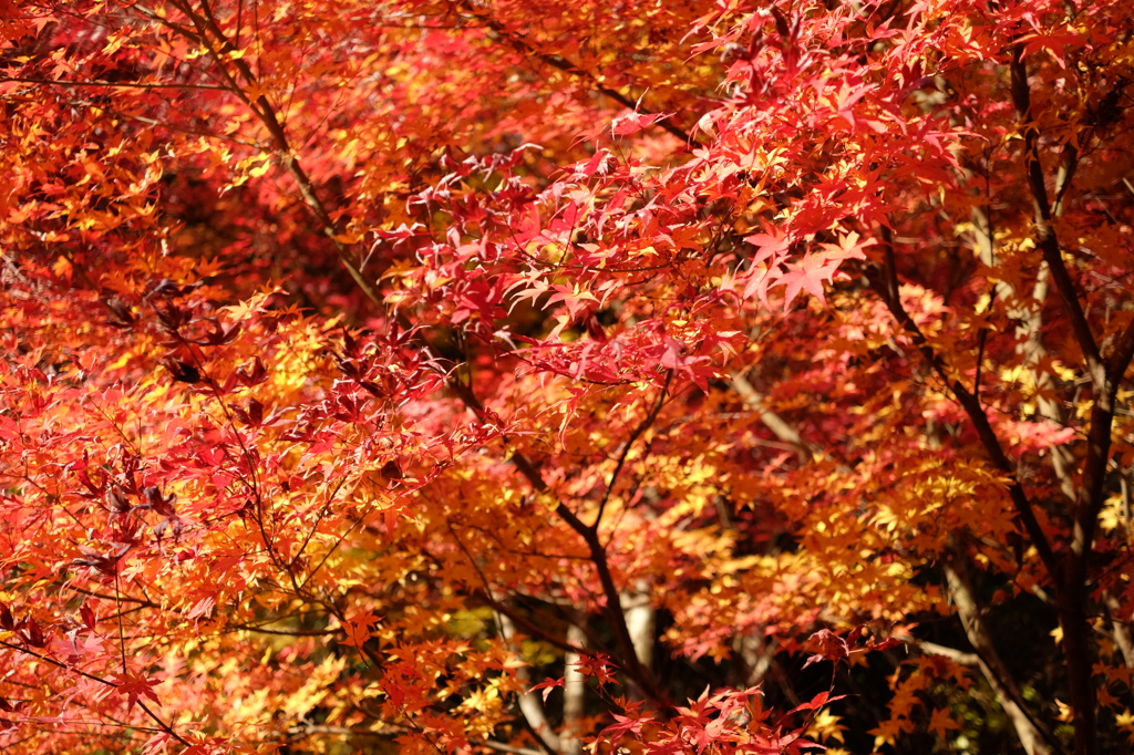 紅葉