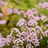 花02