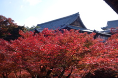 東福寺　紅葉