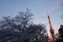 さくら・東京タワー
