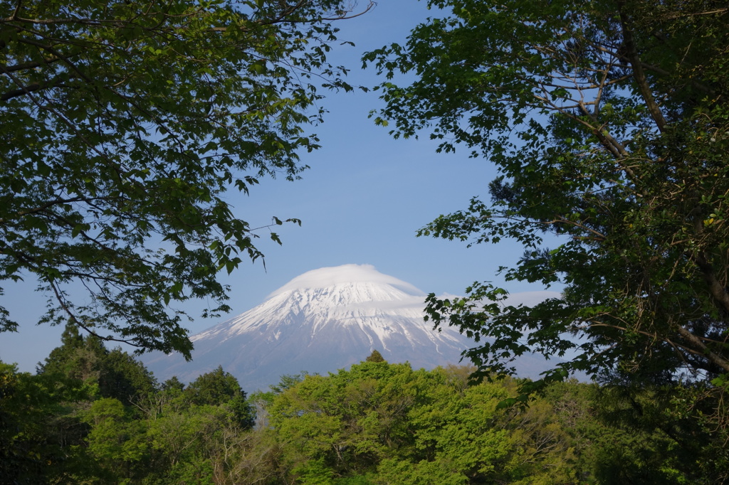 緑の間から富士山