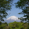 緑の間から富士山