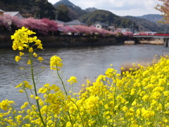 菜の花と河津桜