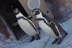 ペンギン