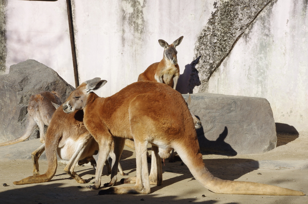 カンガルー