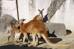 カンガルー