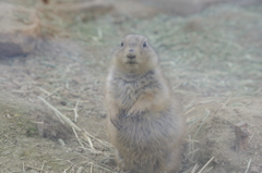 東山動物園のプレーリードッグ
