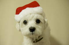 Wishing you a Merry Christmas