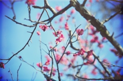 ume