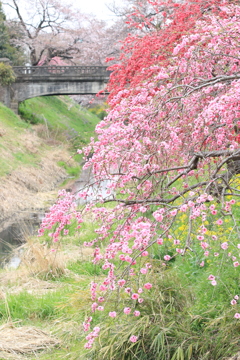 桜咲前の主人公