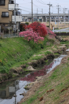 桜咲前の主人公2