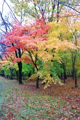 西那須野 紅葉