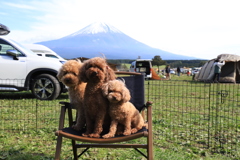 わんこ達と富士山