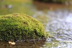 苔と小川
