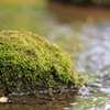 苔と小川