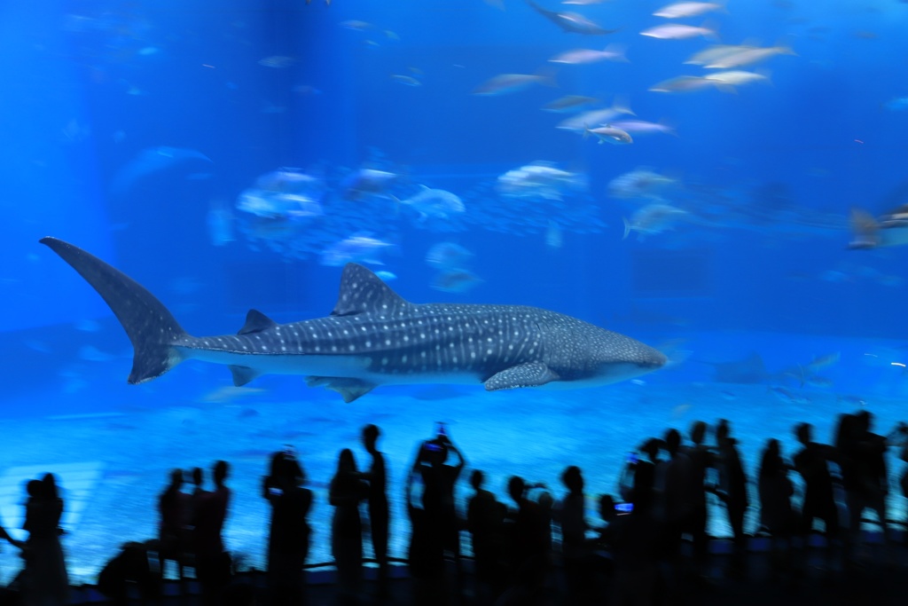 美ら海水族館