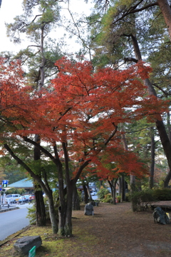 紅葉　長瀞