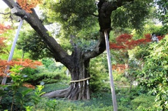 400歳